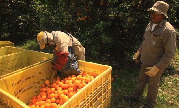 La brecha de precios de los productos agropecuarios fue de 5,29 veces en mayo.