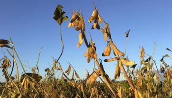 Mejoras climáticas presionan los futuros de soja