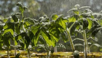 ¿Sigue la sequía pese a las lluvias? Así va a estar el tiempo en el campo