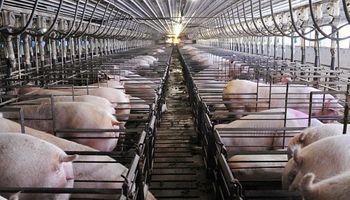 Sanidad porcina: nuevas dietas reemplazan antibióticos