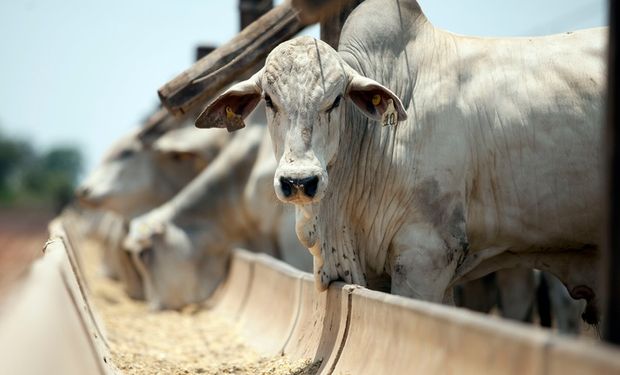 Preço do boi gordo se mantém firme com oferta restrita