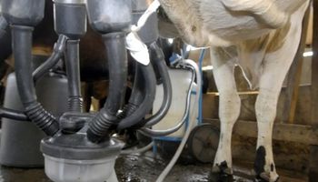 Preço do leite despenca pelo oitavo mês e aperta margem do produtor