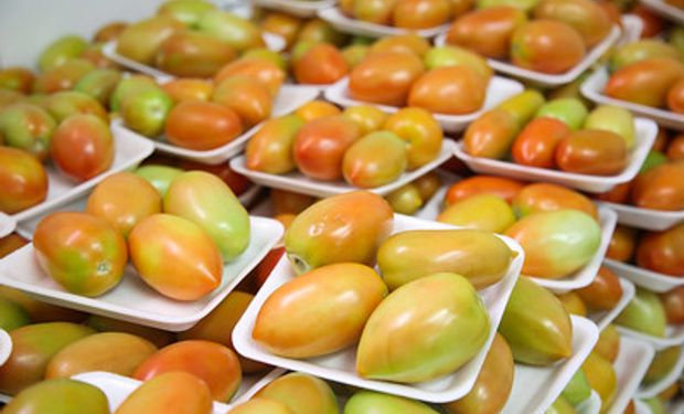 Custos com a produção de tomates, entretanto, têm alta de 2% até agora. Foto: CNA Brasil.