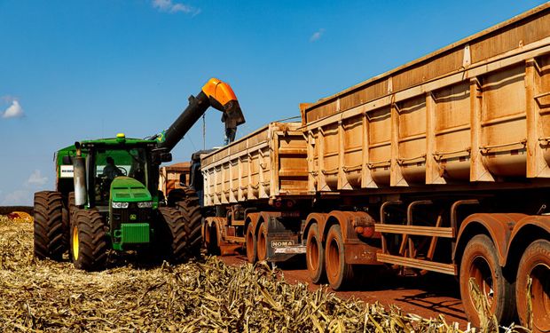 Milho sobe e supera R$ 70 por saca, aponta Cepea