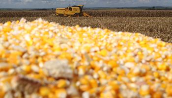 Milho tem preços firmes em SP, mas recua no Sul com avanço da colheita