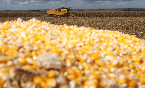 Milho tem preços firmes em SP, mas recua no Sul com avanço da colheita