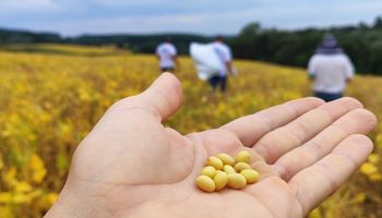 Preço da soja recua com força em fevereiro e volta ao nível de 2024