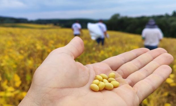 Preço da soja recua com força em fevereiro e volta ao nível de 2024