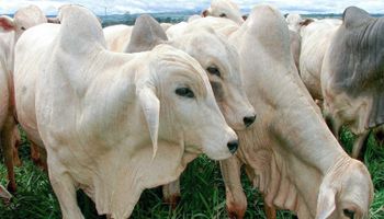 Preços do boi caem no Brasil com avanço das escalas de abate