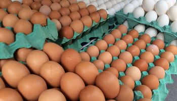 Preços dos ovos sobem até 60% em uma semana, aponta Cepea