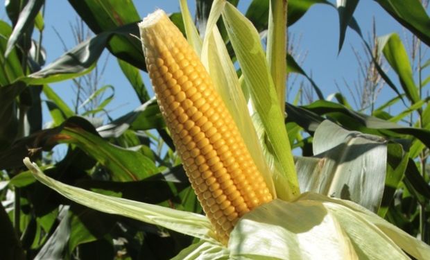 Preços do milho sobem com oferta restrita e negociações travadas