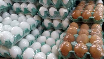 Preços dos ovos caem até 20% e atingem menor patamar para dezembro desde 2022, aponta Cepea