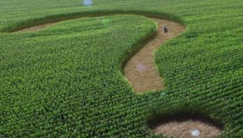 Ante números del negocio agrícola ajustados ¿qué hacer?