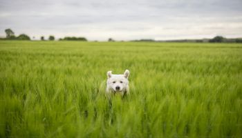 Día del Perro: cómo una buena dieta puede prevenir enfermedades y alargar la vida de los animales
