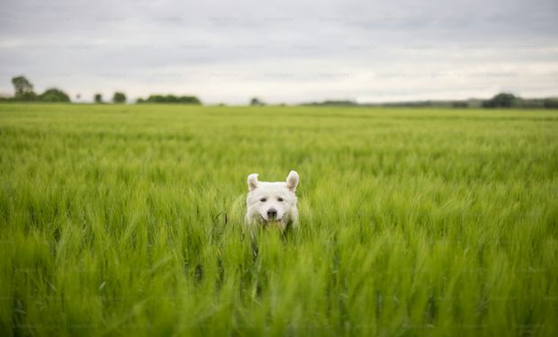 Día del Perro: cómo una buena dieta puede prevenir enfermedades y alargar la vida de los animales