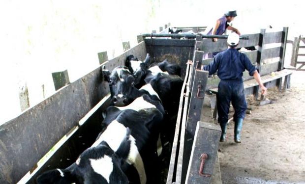 Tambos: el clima ayuda a los productores lecheros porque bajaron costos de producción.