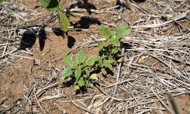 Amaranthus creciendo en rastrojo