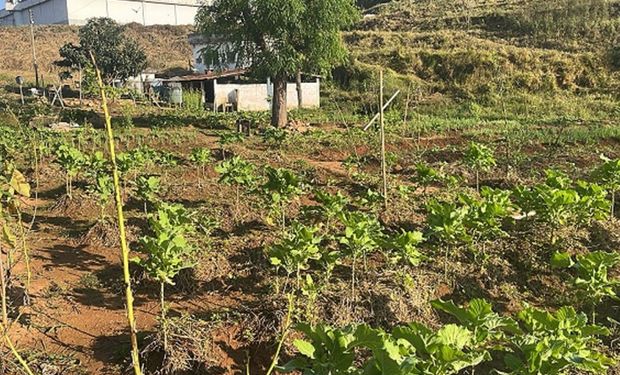 Empresa capacita presos para a produção de hortaliças, que serão doadas a escolas