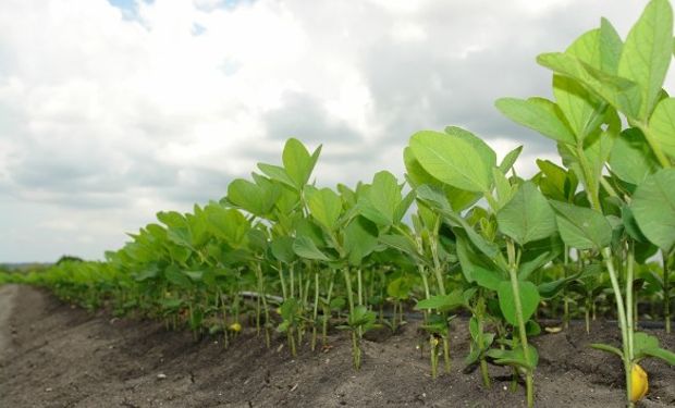 Pérdidas para la soja en Chicago por la mejora climática en nuestro país.