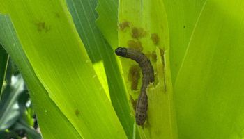 Preocupación por el gusano cogollero: uno de los insecticidas más utilizados pierde eficacia