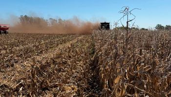 Alerta en el maíz: advierten por el resurgimiento del carbón de la panoja que genera pérdidas de hasta el 50 %