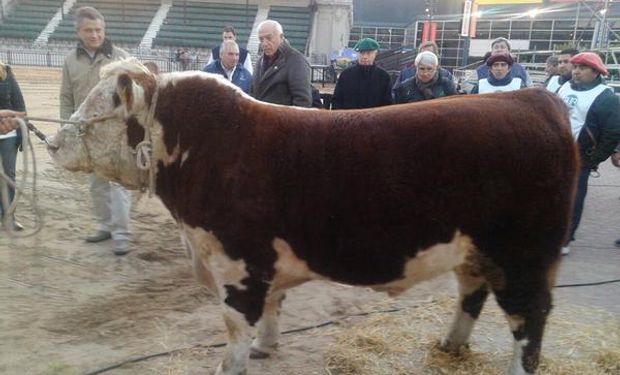 "Es un animal muy manso y muy mimado desde que nació", manifestó Oscar Cristiani, responsable de la cabaña. Fuente: @SociedadRural.