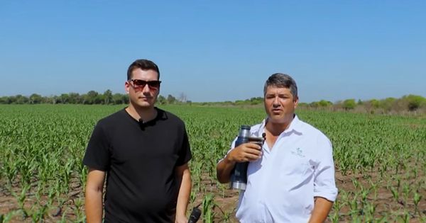 primera soja argentina