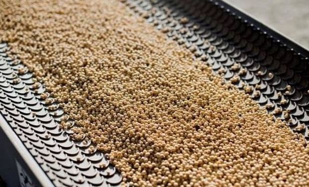 SOJA. El mayor volumen de la cosecha argentina permite aumentar la cantidad de harina que se produce en las plantas del Gran Rosario.