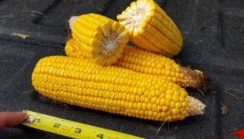 CBOT: el Pro Farmer Tour comenzó con datos alcistas
