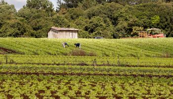 Governo Lula projeta corte de R$ 3,7 bilhões para Proagro em 2025