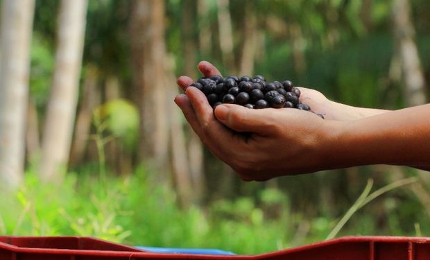 Embrapa propõe soluções sustentáveis a 81 mi ha desmatados na Amazônia