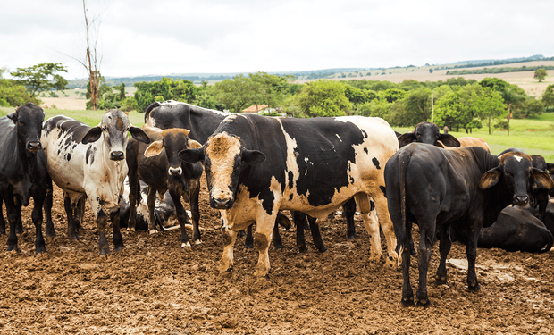 O abate de bovinos cresceu 3,3% no primeiro trimestre de 2026, comparado ao mesmo período de 2025 - (Foto: Licia Rubinstein/Agência IBGE Notícias)