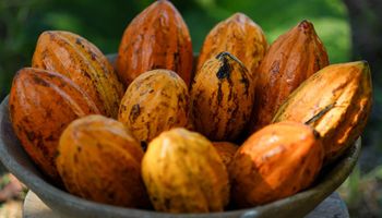 Governo encurta prazo para importação de cacau via drawback