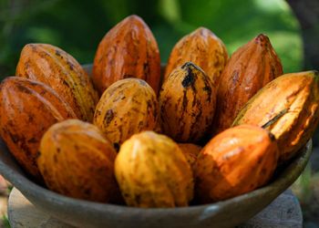 Governo encurta prazo para importação de cacau via drawback