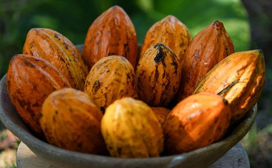 Medida provisória reduz de dois anos para seis meses o prazo do regime tributário e busca estimular a compra de cacau produzido no Brasil