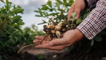 ¿Competencia? El país que produce cada vez más maní, el cultivo en donde Argentina es líder mundial de exportaciones con más de US$ 1000 millones al año