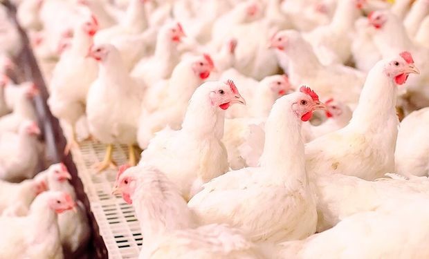 Produtores de aves e suínos atuam "no vermelho" no Paraná