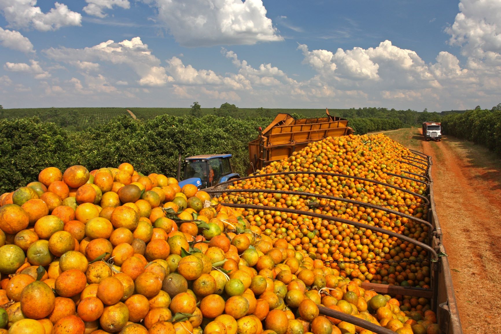 Produção de laranja cresce 26,9% em SP e MG na safra 2025/26