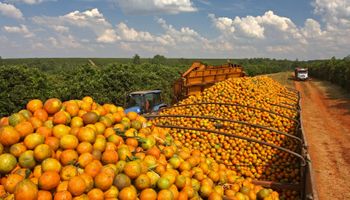 Produção de laranja cresce 26,9% em SP e MG na safra 2025/26