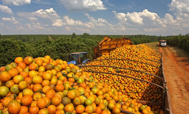 Produção de laranja cresce 26,9% em SP e MG na safra 2025/26