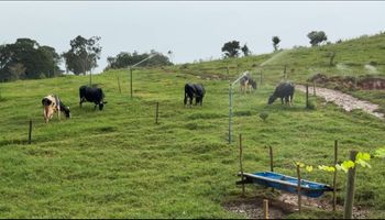 Produtor muda manejo e faz produção de leite saltar 159% em SP