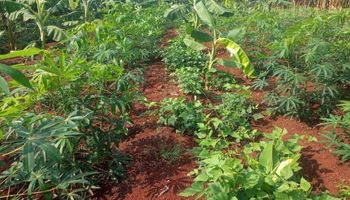 Por que a produção orgânica avança em São Paulo