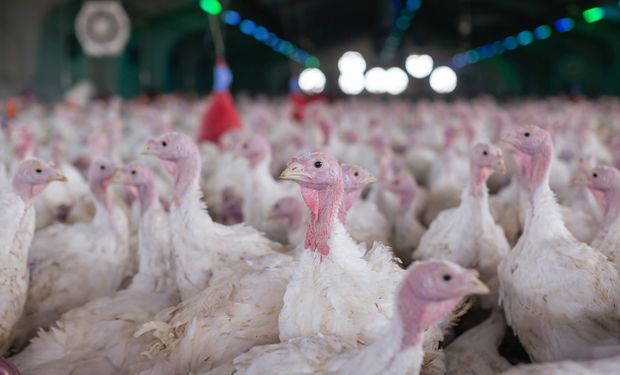 Produção de perus no Brasil é concentrada na região Sul, responsável pela maior parte das exportações da proteína.