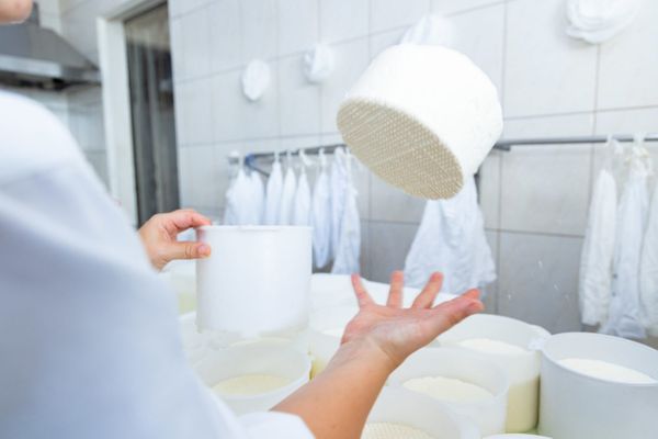 Produção artesanal de queijo de cabra em queijaria familiar de Jundiaí