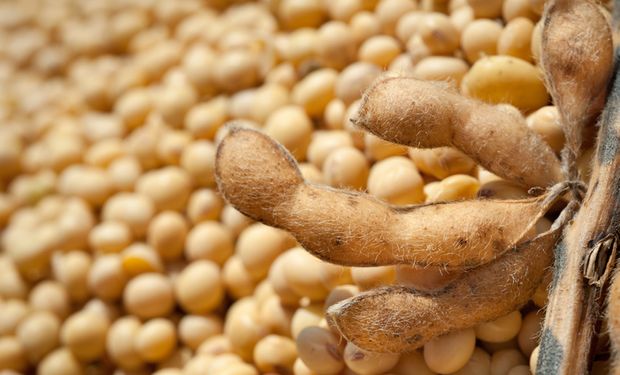 Produção de soja no Brasil para a safra 22/23 é estimada em 150 milhões de toneladas. (foto - CNA)