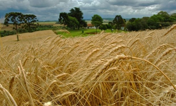 Produção brasileira de trigo deve cair 20% na safra de 2026