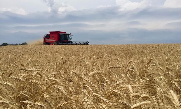 Região de Cascavel (PR) pode ampliar em mais 100 mil toneladas colheita, com boas práticas. (Foto: Embrapa)