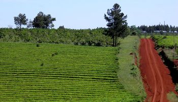 La historia del té en Argentina: 24 hitos desde la llegada de la primer semilla en 1923