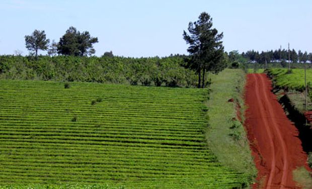 La historia de la cadena del Té argentino.