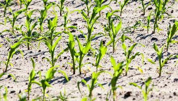 El sector del agro que podría atraer inversiones por US$ 400 millones en el corto plazo: “Sobra cereal para transformar"